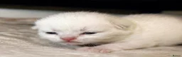 Mixed Breed cats for sale: British short hair kittens  in Carmarthen - Advert 2