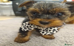 Yorkshire Terrier dogs for sale: Yorkshire Terrier teacup puppies  - Image 7