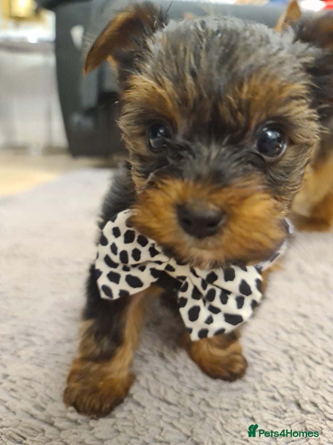 Yorkshire Terrier dogs for sale: Yorkshire Terrier teacup puppies  - Image 7