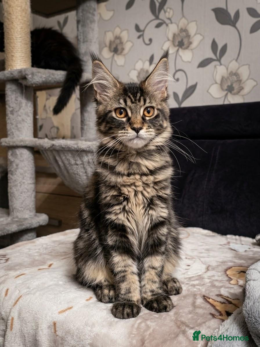 Maine Coon cats Only three are left.  Maine Coon Kittens  - Advert 1