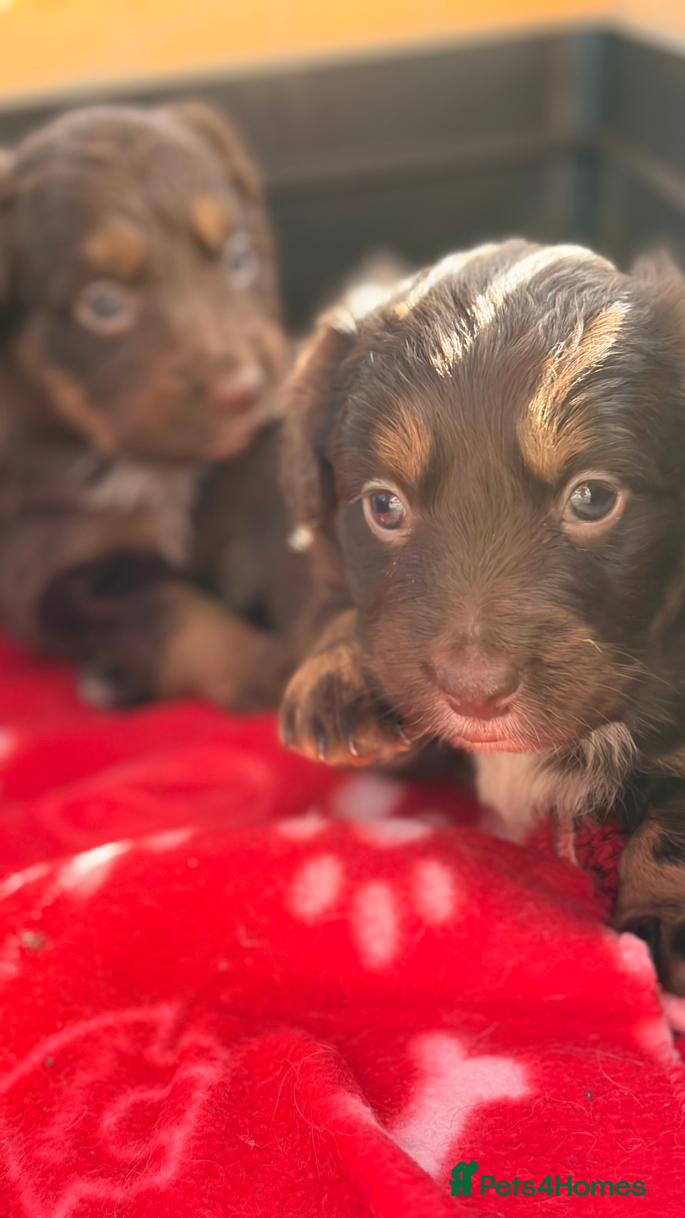 Cocker Spaniel dogs STUNNING WORKING COCKER SPANIEL PUPS.  - Advert 1