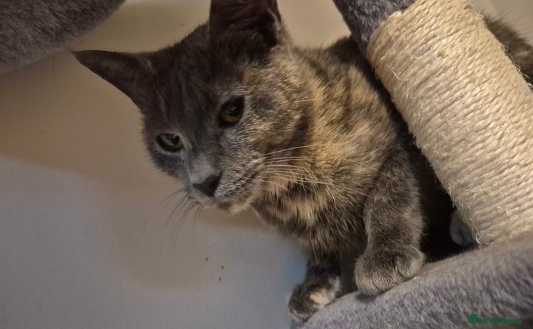 Mixed Breed cats Looking to rehome.  - Advert 2