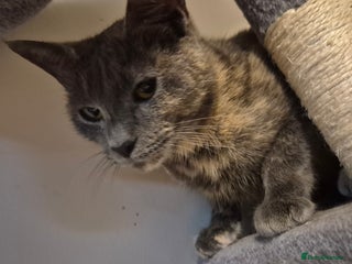 Mixed Breed cats for sale: Looking to rehome. - Advert 1