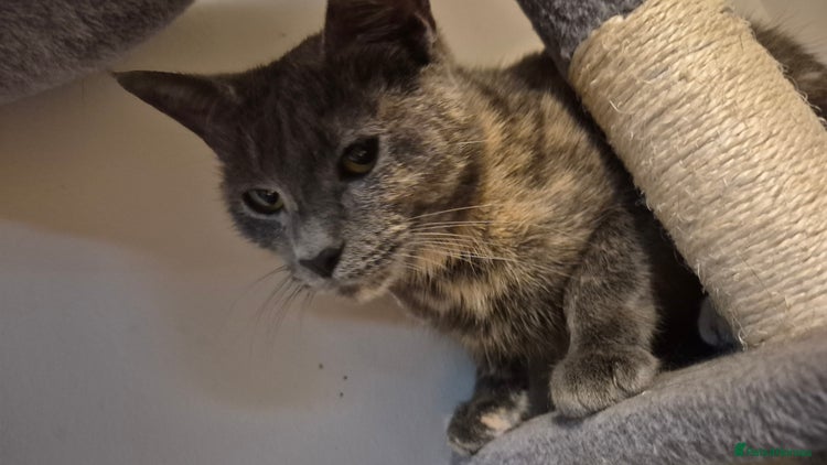 Mixed Breed cats Looking to rehome. - Advert 1