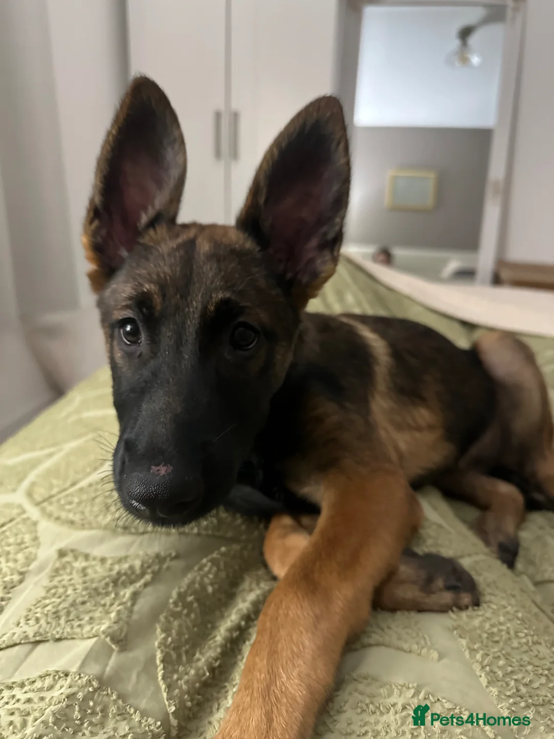 Belgian Shepherd Dog dogs for sale: Belgium Malinois  in Bolton - Advert 1