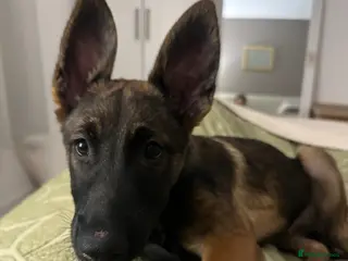 Belgian Shepherd Dog dogs Belgium Malinois - Advert 3