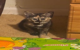 Siamese cats for sale: Kittens  - Image 1