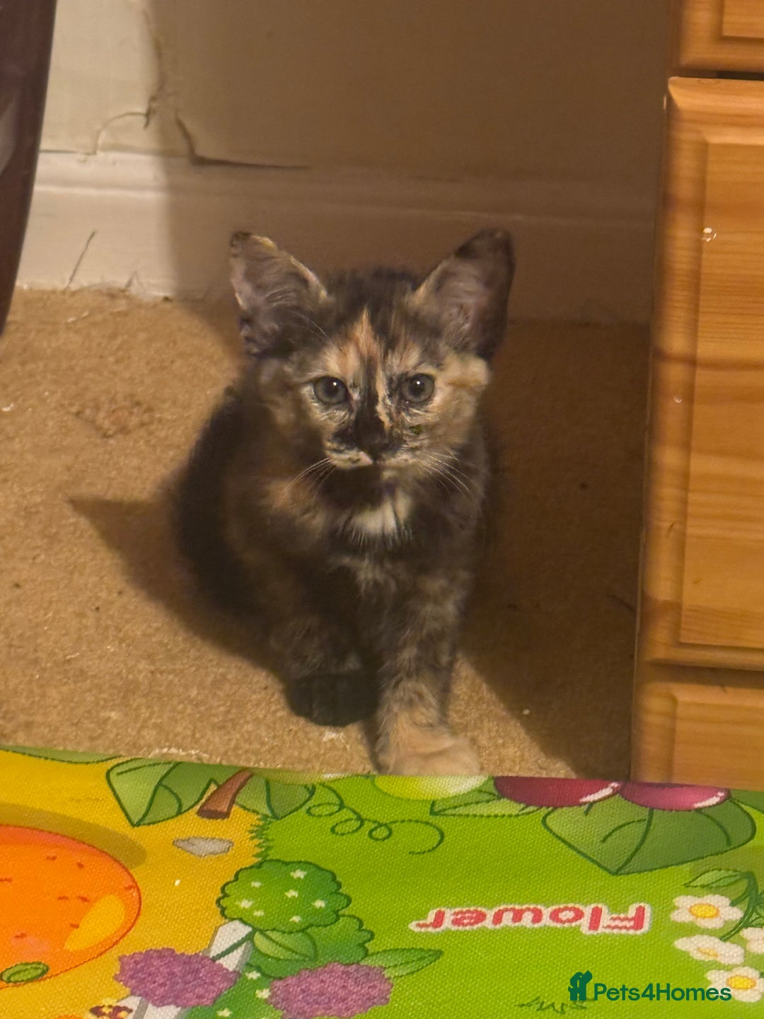 Siamese cats for sale: Kittens  - Image 1