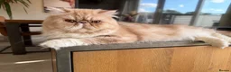 Exotic cats for sale: 2 x exotic shorthair kittens  in Christchurch - Advert 2