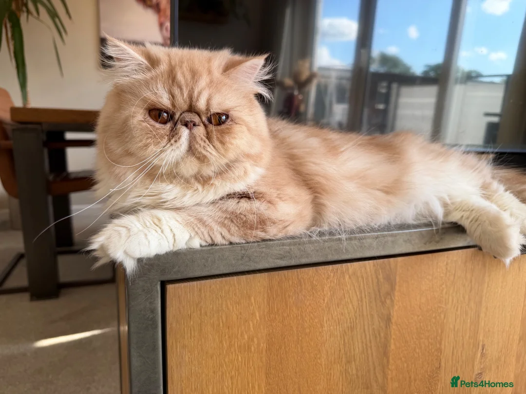 Exotic cats for sale: 2 x exotic shorthair kittens  in Christchurch - Advert 2