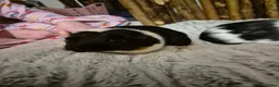 Guinea Pig rodents for sale: 3 Female Guinea pigs - Advert 4