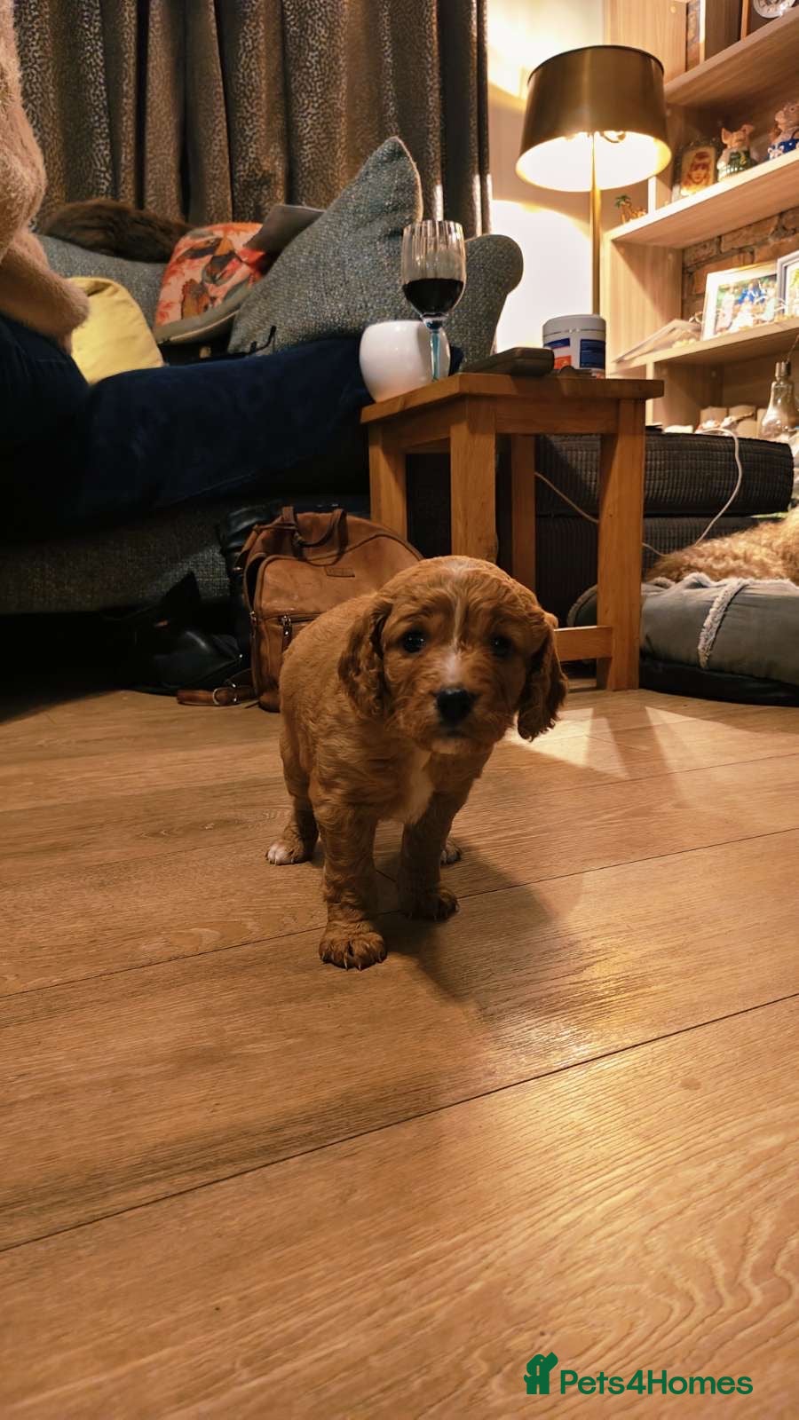 Mixed Breed dogs gorgeous cockacavapoochon for sale!! - Advert 1