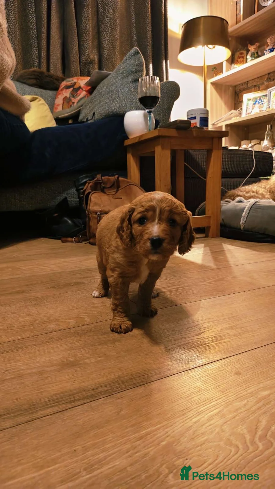 Mixed Breed dogs for sale: gorgeous cockacavapoochon for sale!! - Advert 6