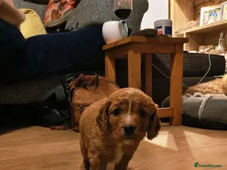 Mixed Breed dogs gorgeous cockacavapoochon for sale!! - Advert 15