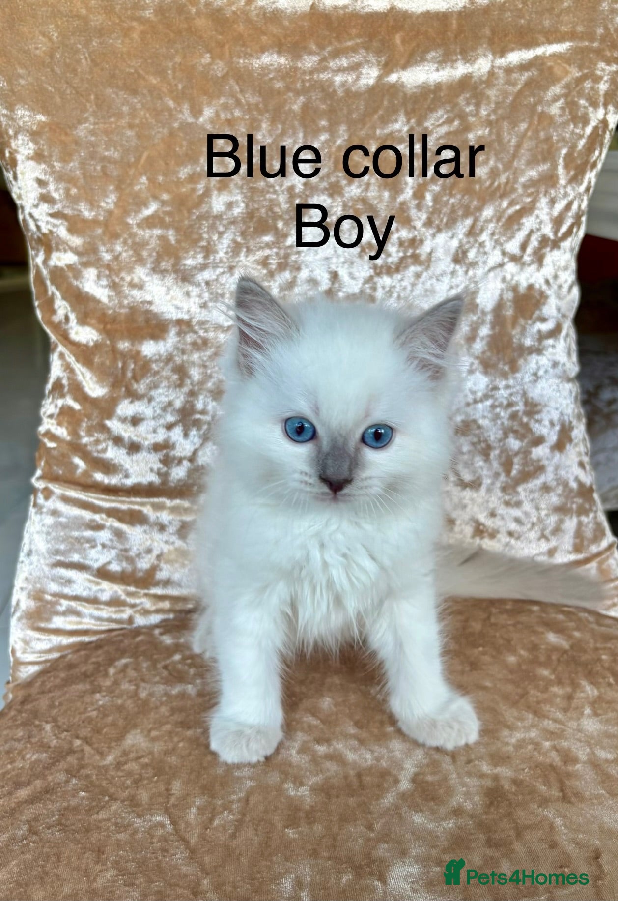 Ragdoll cats Beautiful ragdoll kittens  - Advert 14