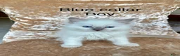 Ragdoll cats for sale: Beautiful ragdoll kittens  - Advert 1