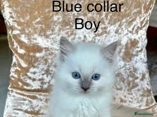 Ragdoll cats Beautiful ragdoll kittens - Advert 14