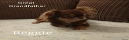 Chihuahua dogs for sale: Stunning long coat chihuahua puppies  - Advert 17