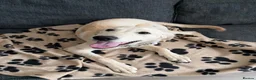 Goldador dogs for sale: Goldador pup - Advert 3