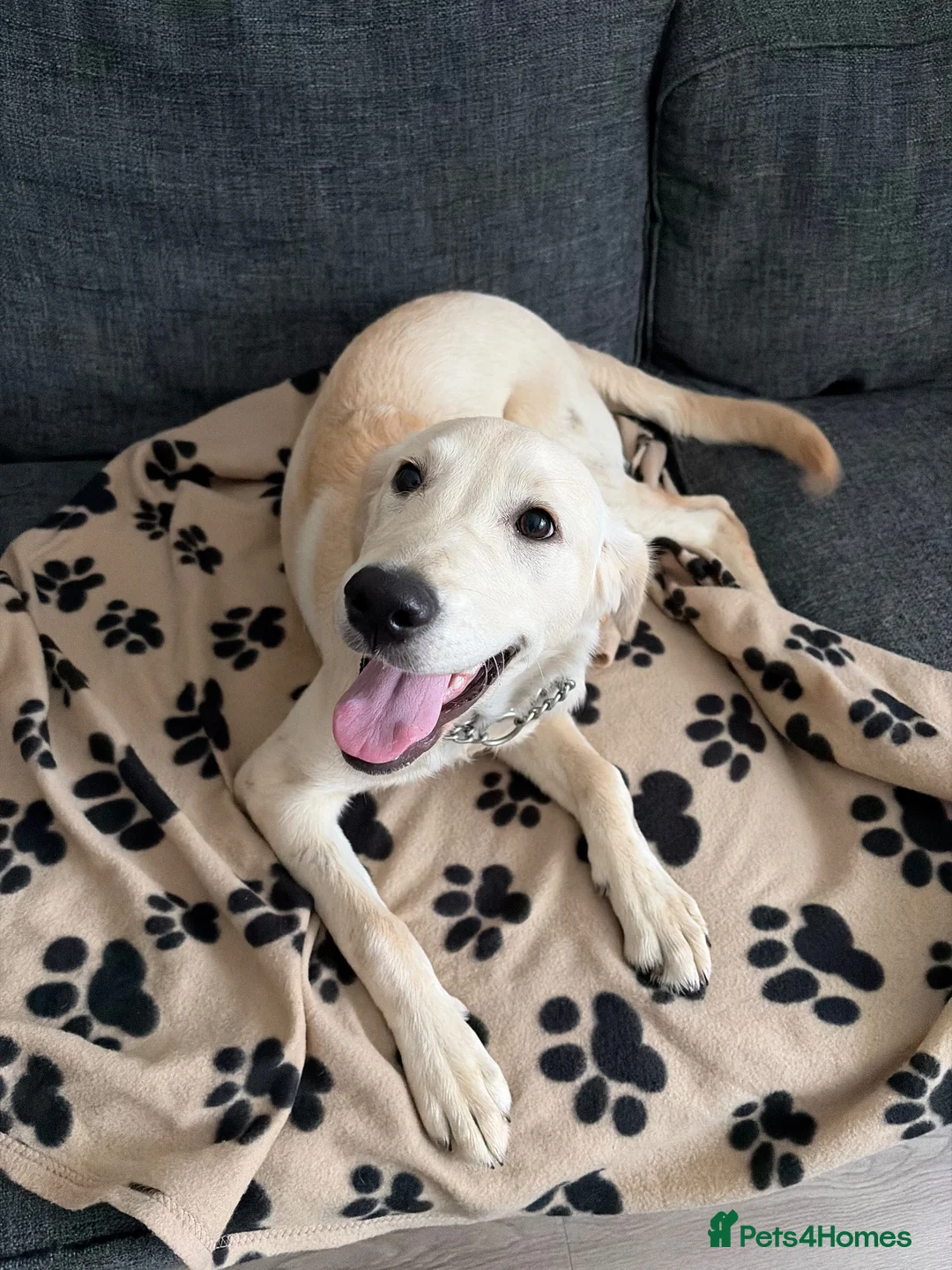 Goldador dogs for sale: Goldador pup - Advert 3