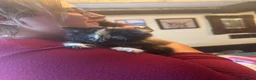 Mixed Breed cats for sale: Two Female Kittens  - Advert 2