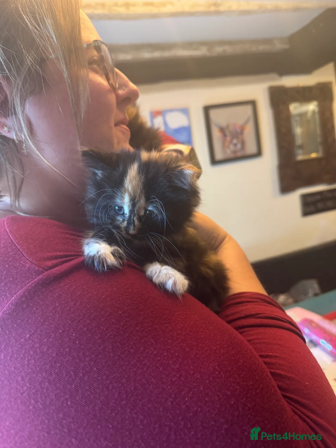 Mixed Breed cats for sale: Two Female Kittens  - Advert 2