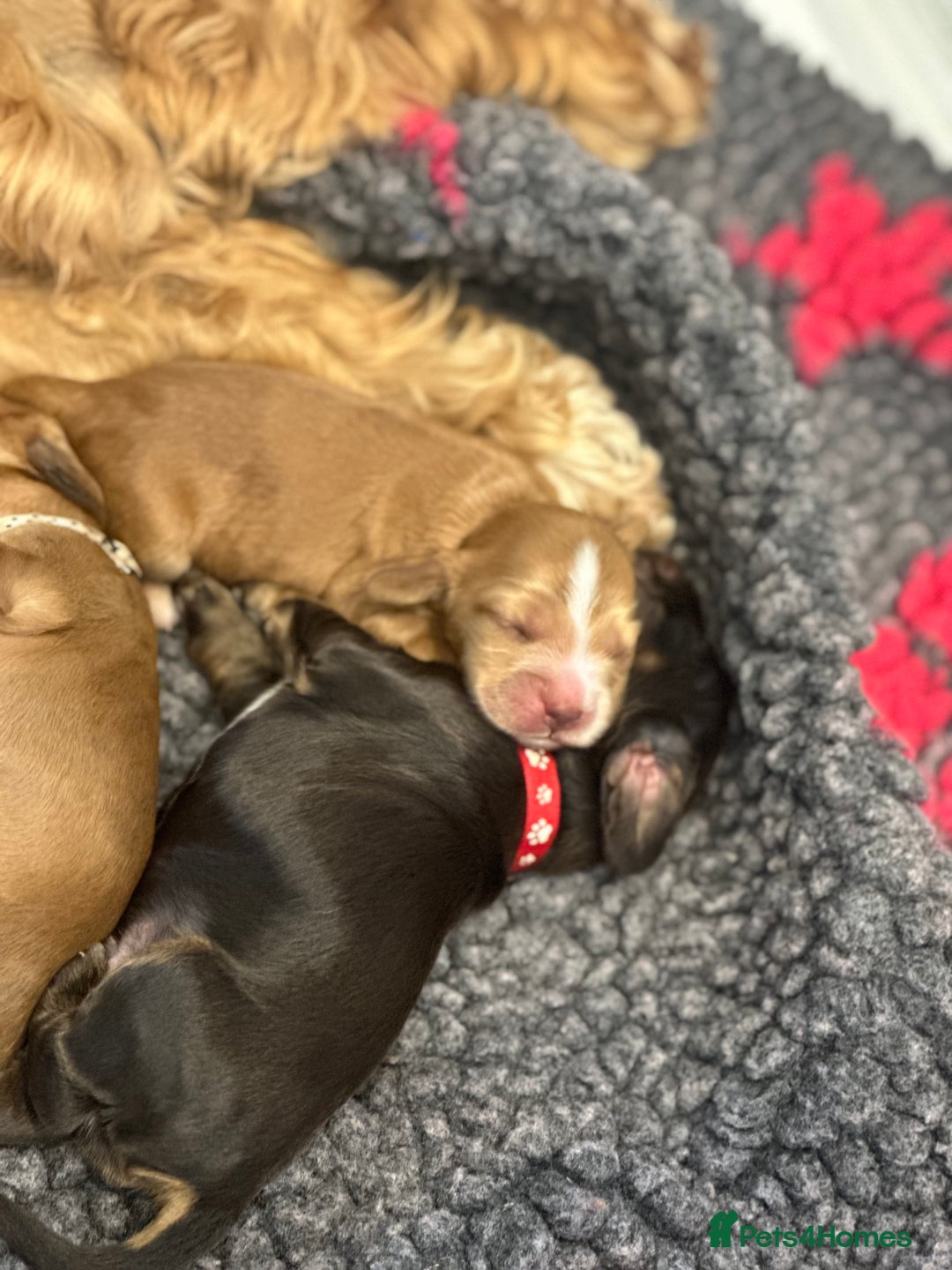 Cocker Spaniel dogs for sale: Show Cocker Spaniel’s  - Image 4