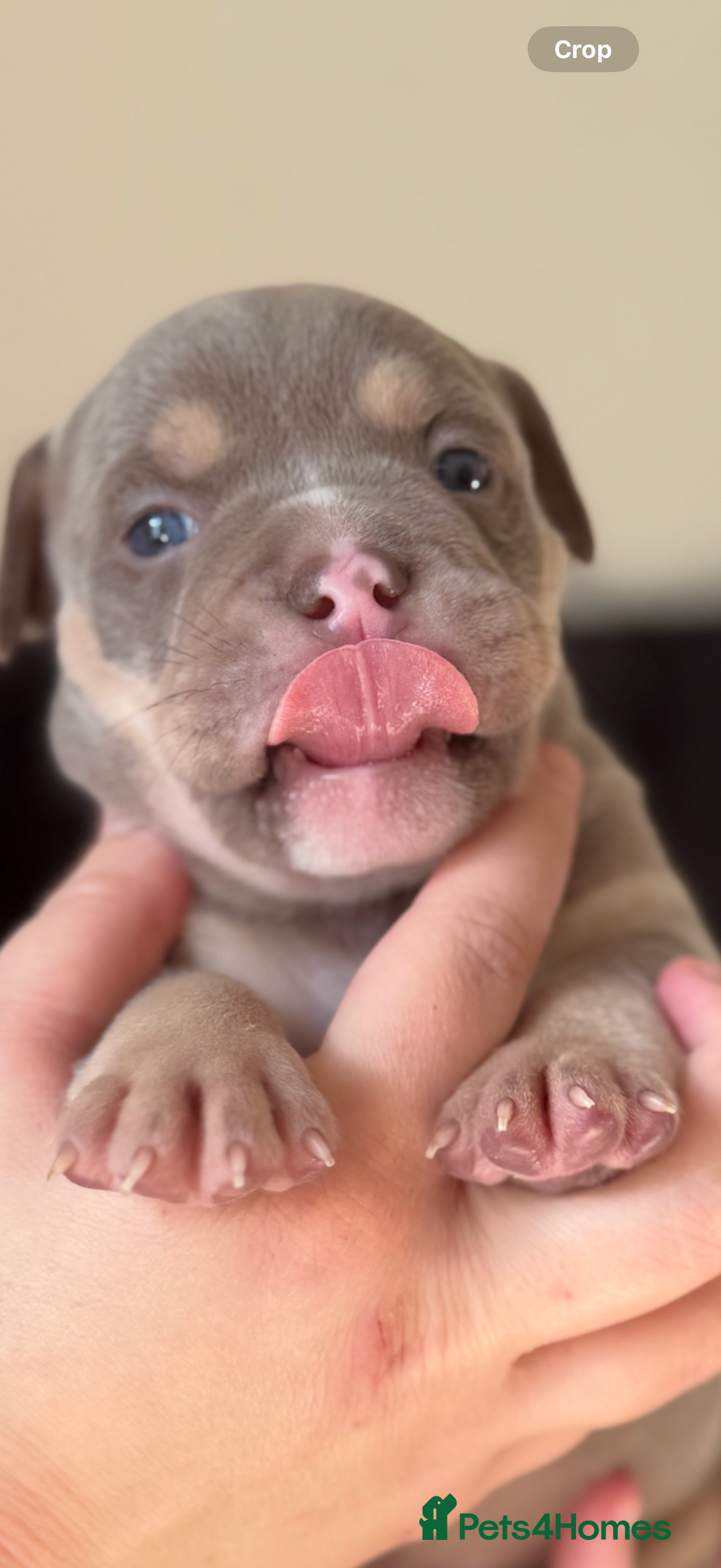 Mixed Breed dogs for sale: Stunning English bulldog mix pocket bully  - Image 21