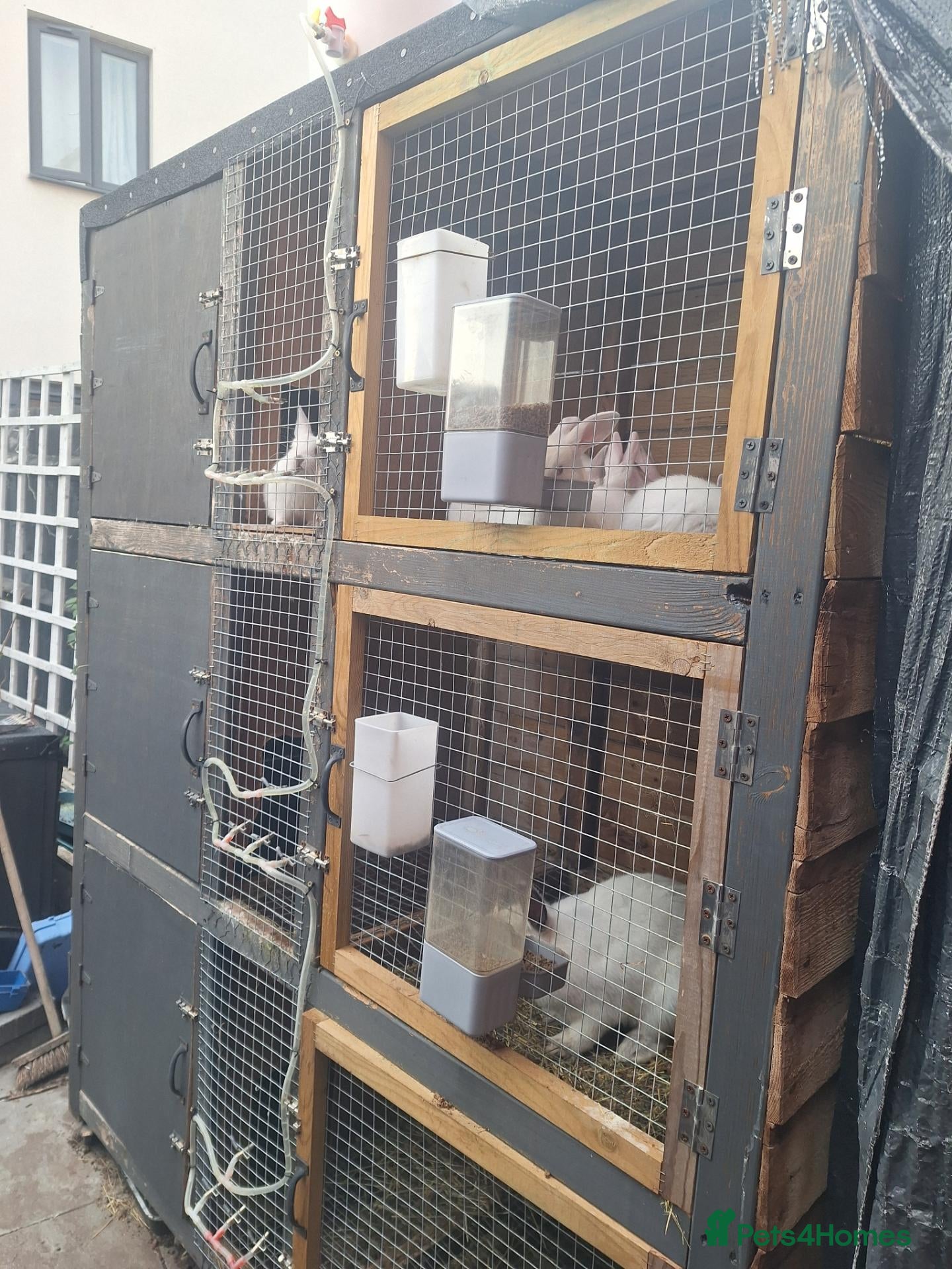 Mixed Breed rabbits COMPLETE MEAT RABBIT BREEDING COLONY & FULL SETUP - Advert 1