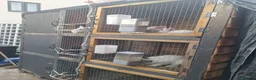 Mixed Breed rabbits for sale: COMPLETE MEAT RABBIT BREEDING COLONY & FULL SETUP - Advert 1