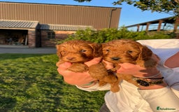 Cockapoo dogs for sale: Deep Fox Red Cockerpoos  - Image 2