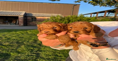 Cockapoo dogs - Advert 2
