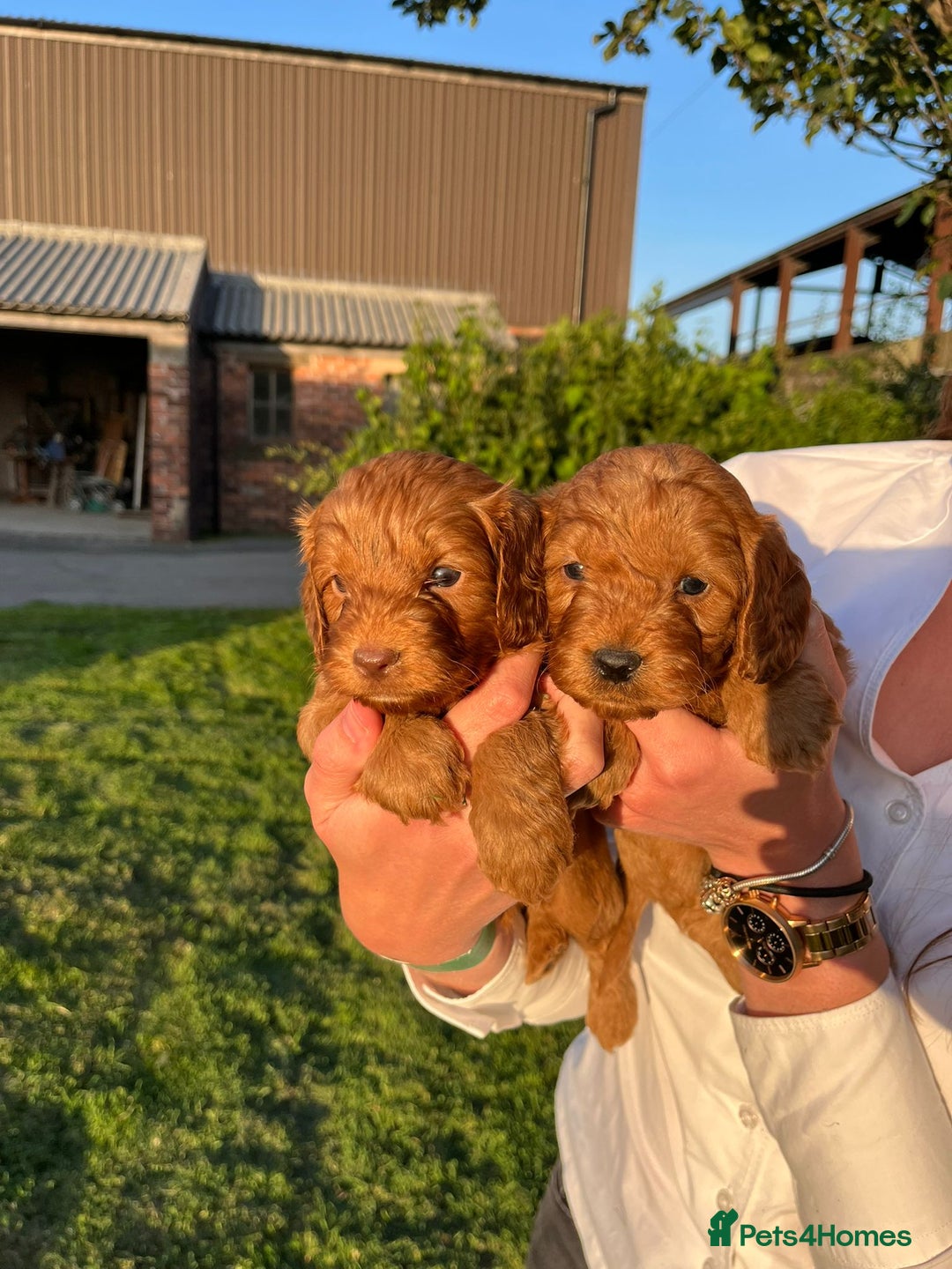 Cockapoo dogs for sale: Deep Fox Red Cockerpoos  - Image 2