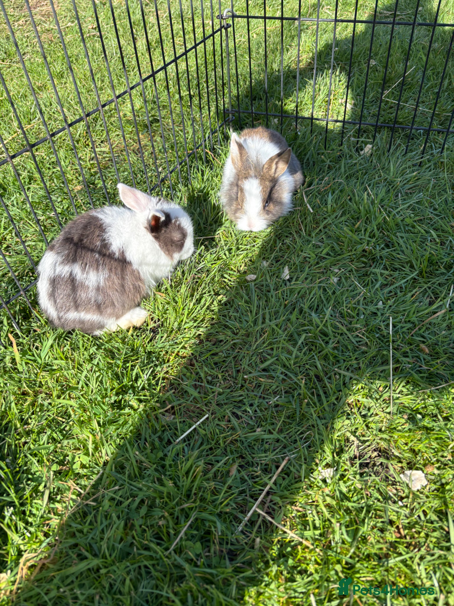 Dwarf Lop rabbits Beautiful and friendly babies - Advert 13