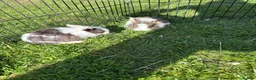 Dwarf Lop rabbits for sale: Beautiful and friendly babies - Advert 1