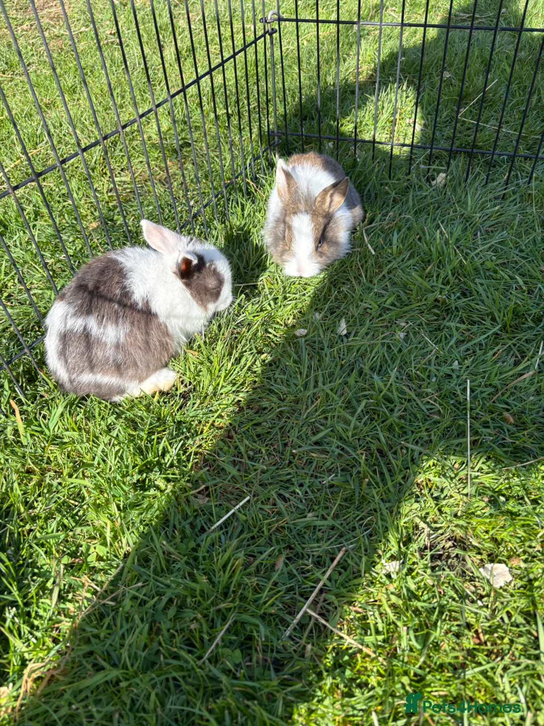 Dwarf Lop rabbits for sale: Beautiful and friendly babies - Advert 1