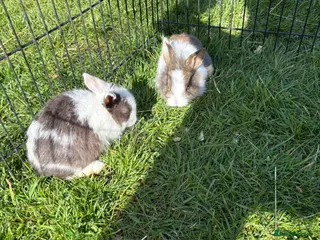 Dwarf Lop rabbits Beautiful and friendly babies - Advert 13