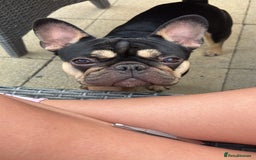 French Bulldog dogs for sale: Pasha  - Image 2