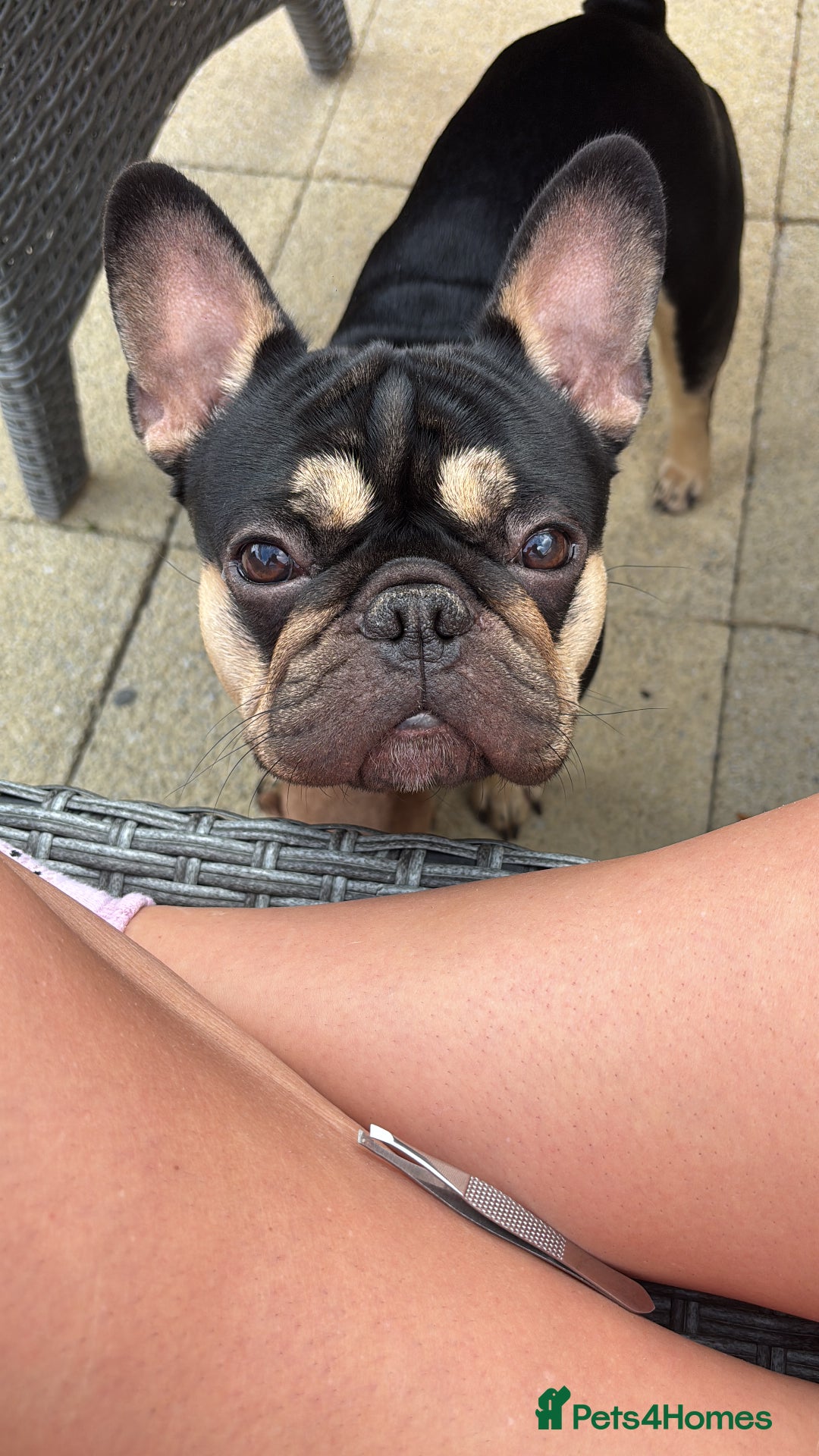French Bulldog dogs for sale: Pasha  - Image 2