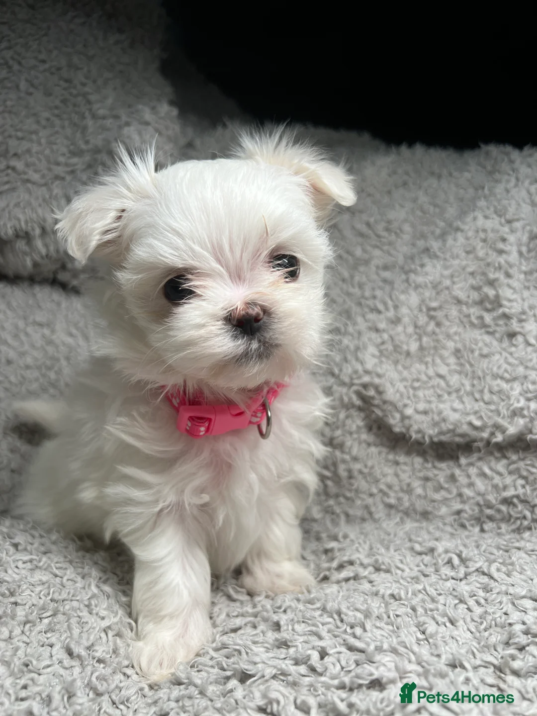 Maltese dogs for sale: One girl and boy available  - Advert 13