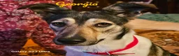 Mixed Breed dogs for adoption: Georgia & Tank, Available for adoption. - Advert 12