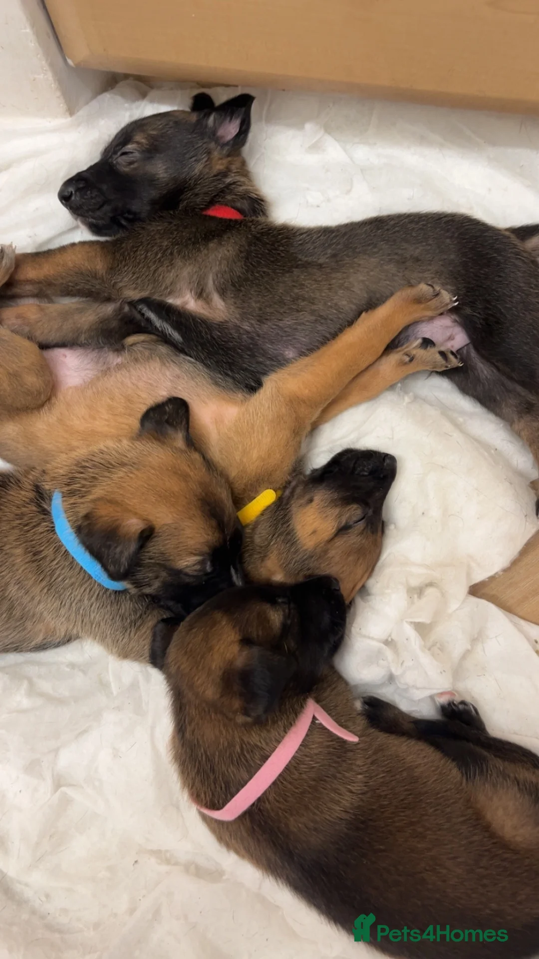 Mixed Breed dogs for sale: Mali x greyhound puppies in Bishop Auckland - Advert 2