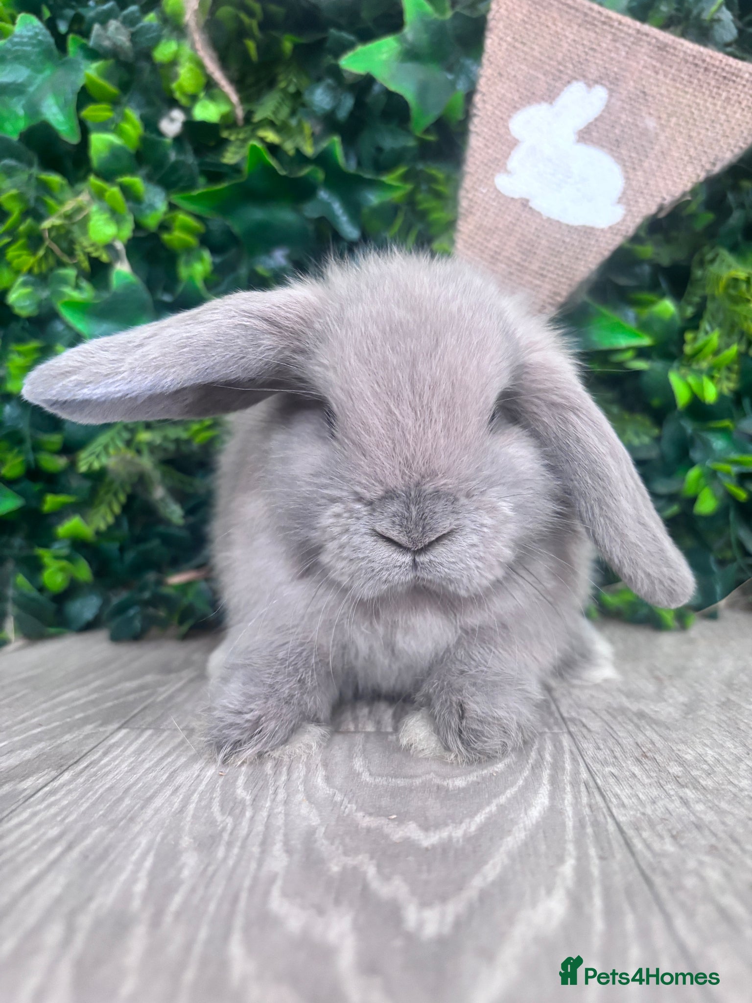Mini Lop rabbits BEAUTIFUL BABY MINI LOP BUNNIES  - Advert 2