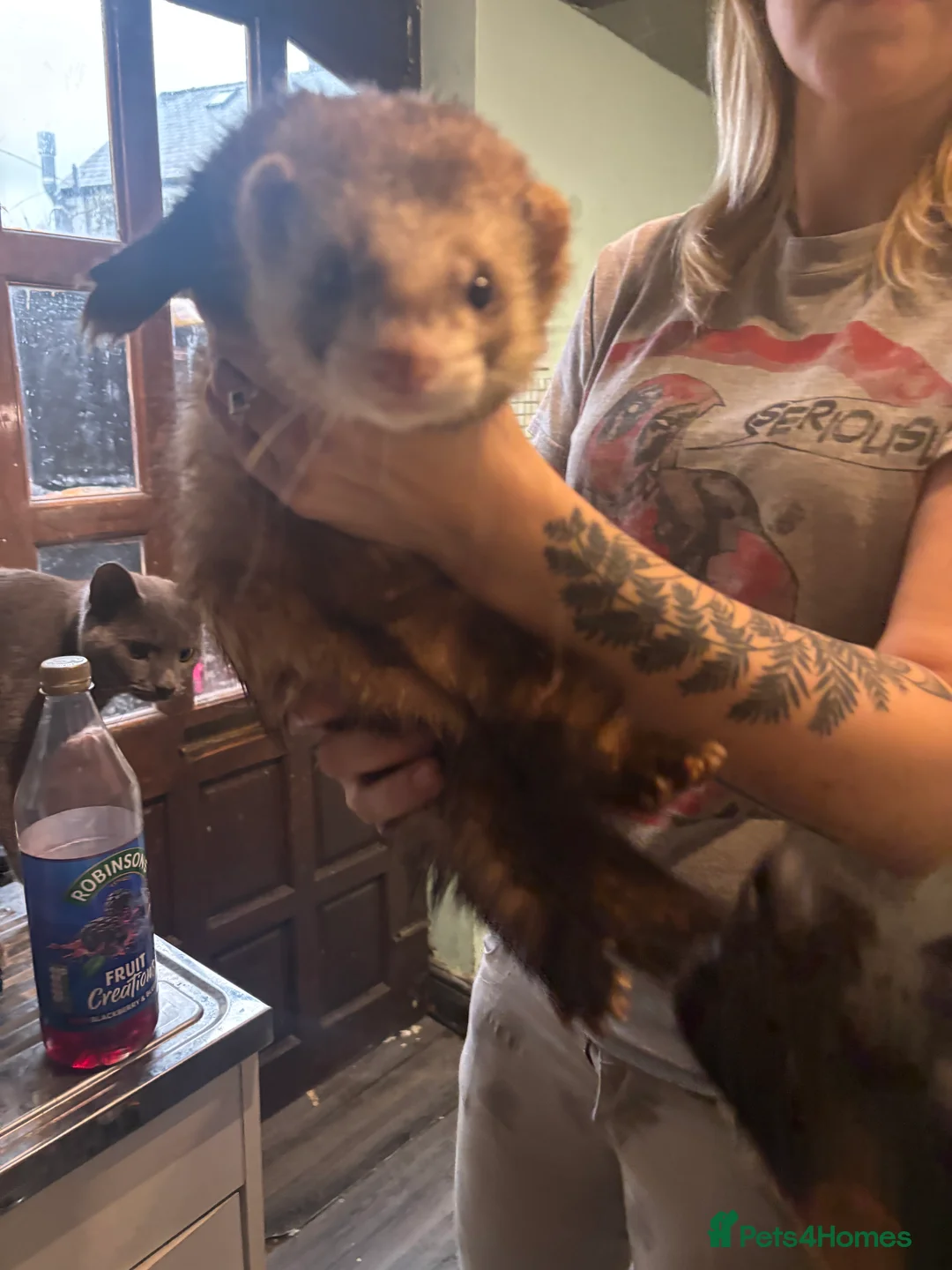 Ferret rodents for sale: Polecats x2 males  - Advert 1