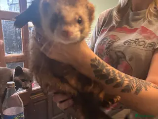 Ferret rodents Polecats x2 males - Advert 1