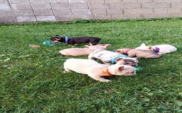 French Bulldog dogs for sale: ❤️ 🐶 beautiful French bulldog puppies ❤️🐶 - Image 8