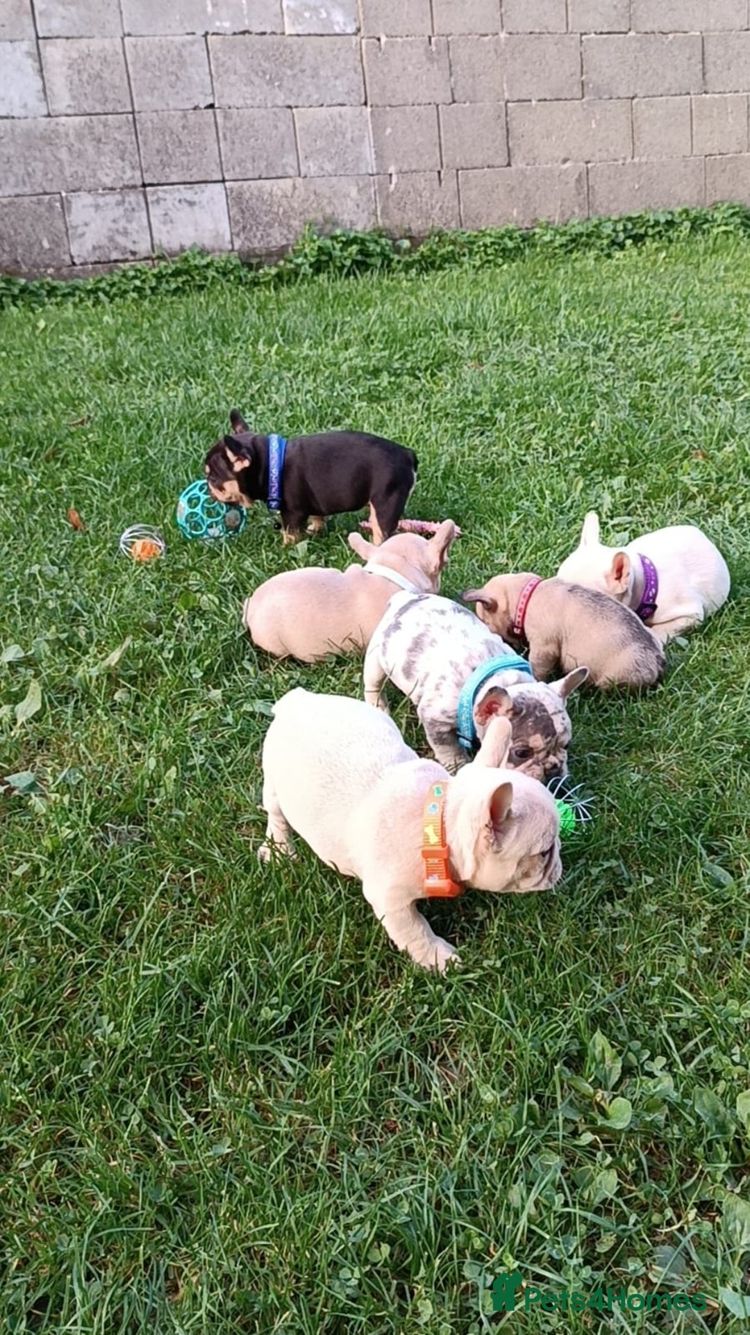 French Bulldog dogs for sale: ❤️ 🐶 beautiful French bulldog puppies ❤️🐶 - Image 8