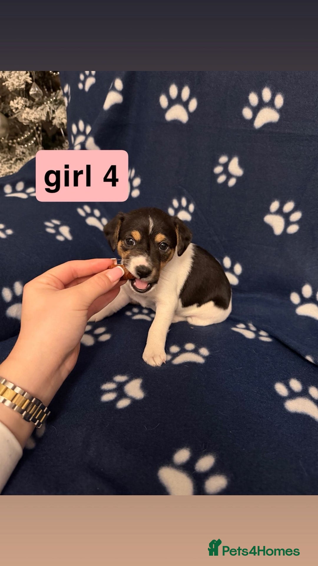 Jack Russell dogs for sale: Jack russel puppies - Advert 4