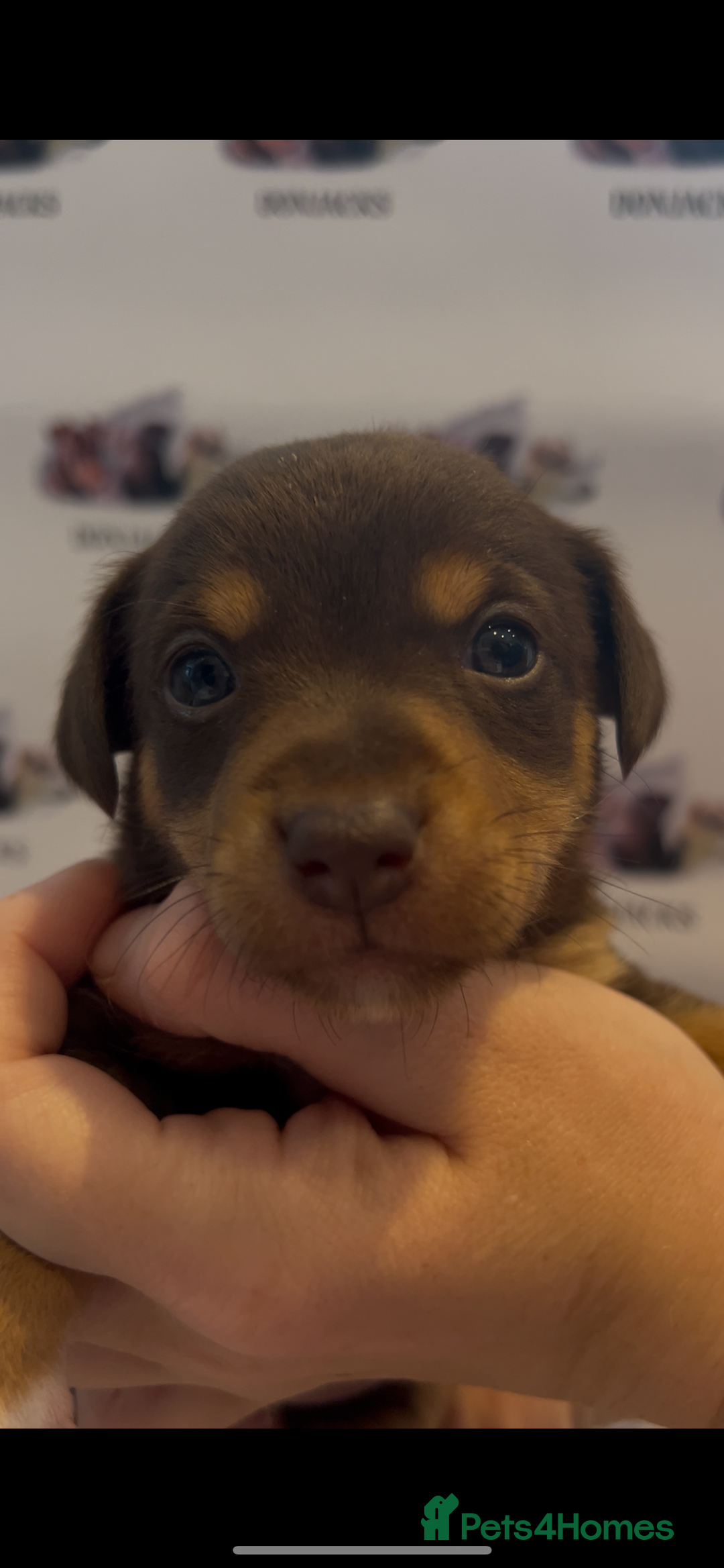 Jack Russell dogs for sale: READY NOW - beautiful tiny choc babies! 1 girly  - Image 4