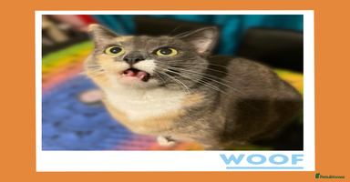 Mixed Breed cats - Advert 5